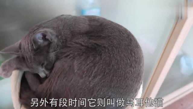 宠物爆笑乐园:适合家养的俄罗斯蓝猫,你知道它吗?