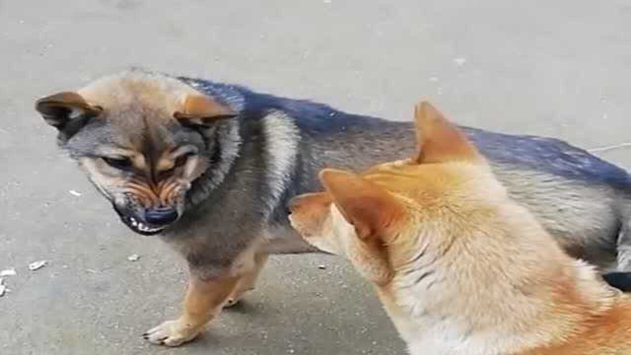 狗子打架就要先摆出气势打不打先用表情压倒对方