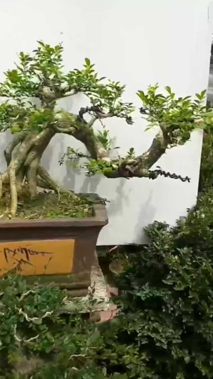 九里香老桩盆景就这样霸气的造型有人喜欢吗