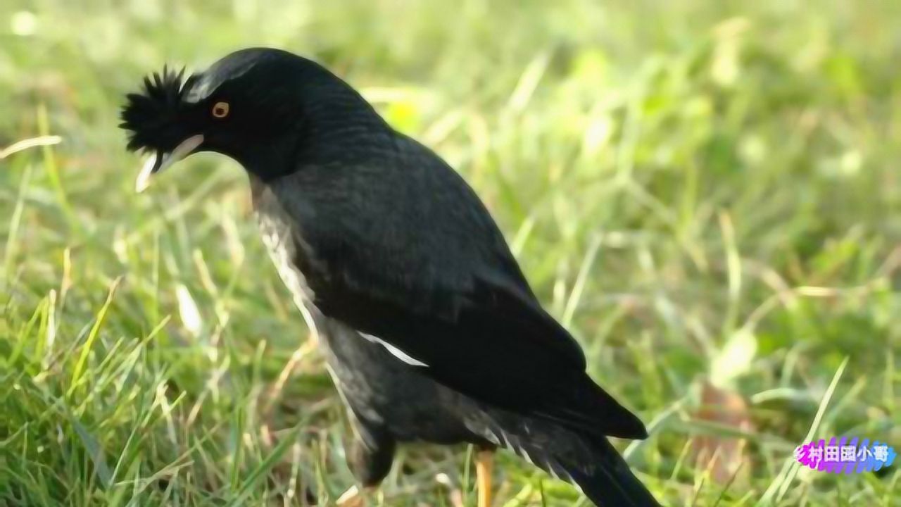 公八哥讲话这声音像烟嗓子这嗓子要是唱歌应该能火