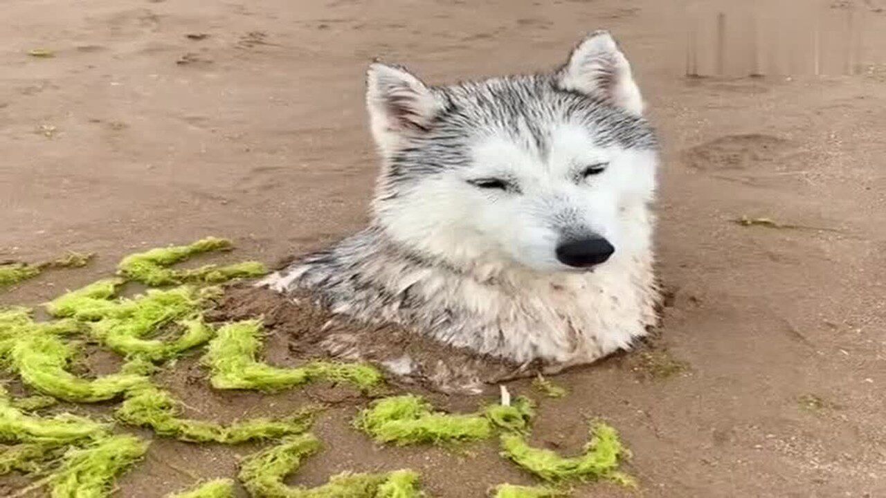 开心身体被沙土掩埋,后面被制作成美人鱼尾巴,画风太搞笑了!