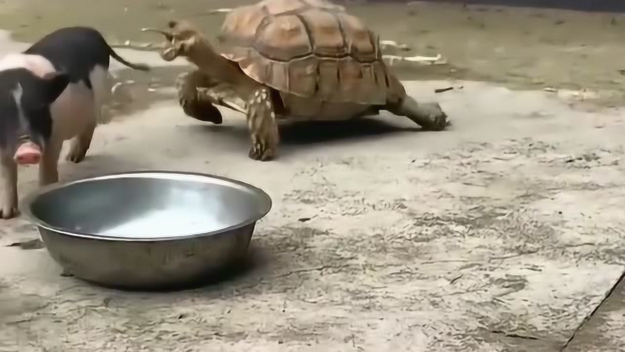 当把猪跟乌龟放在一起的时候这是什么情况难道乌龟想吃猪尾巴了吗