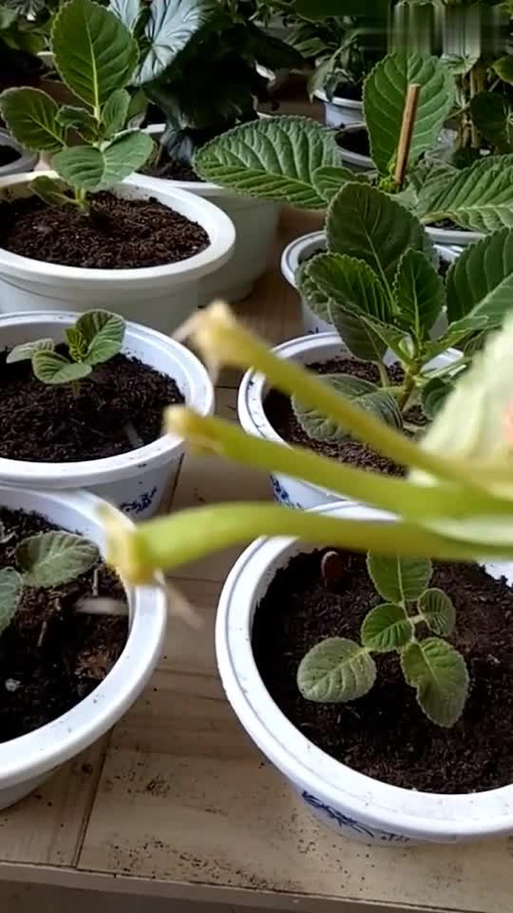 芙蓉花繁殖很简单水培生根的芙蓉花已经长出根