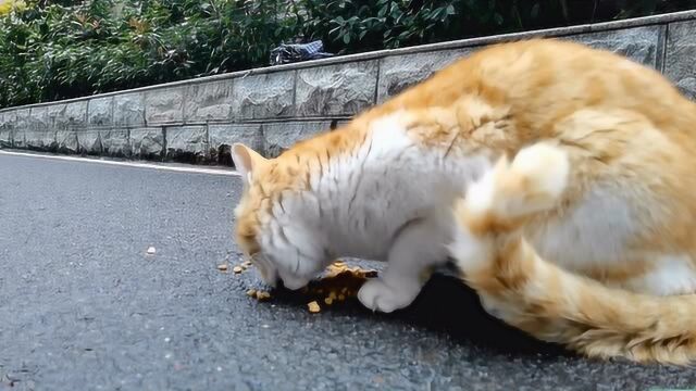 “封城”下的网红猫,终究耐不住寂寞和饥饿,选择流浪……