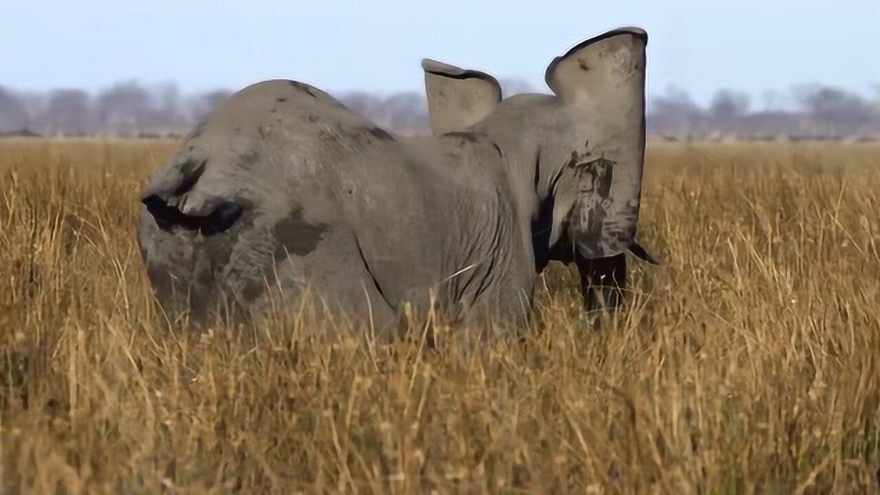 狮子猎杀大象无处下嘴飞身跃起骑象狂奔这一精彩画面被镜头全部捕捉