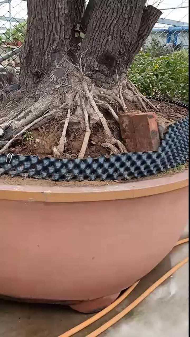 百年流苏接根和靠接桂花以成活