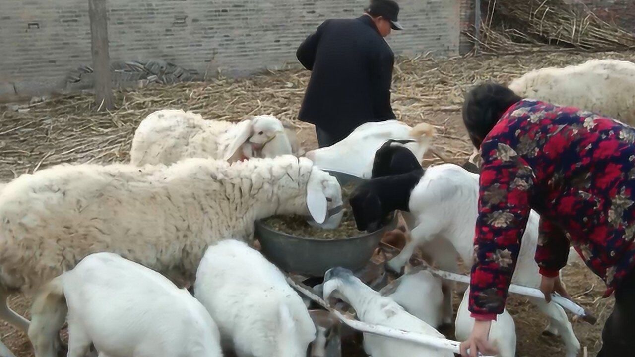 鄉村防疫不能出去放羊農村大娘在家拌飼料餵羊看她都給小羊吃什麼