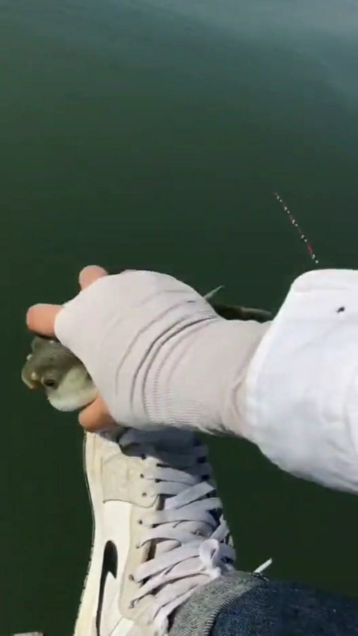 河豚当然得用来刷鞋啊