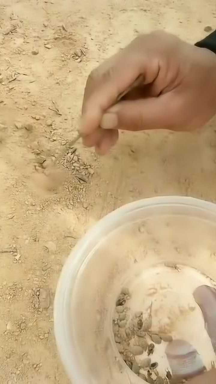 挖沙虫教你看沙虫洞图片