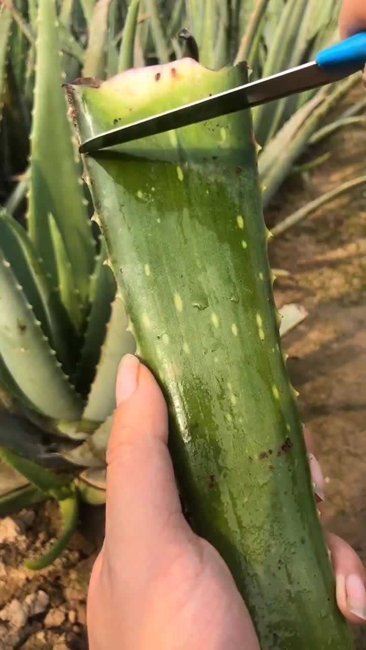 没想到芦荟的果肉居然是透明的,看起来真的好漂亮啊