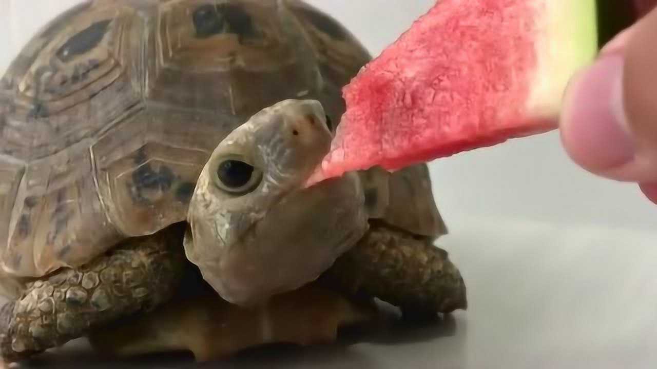 大西瓜就是解渴乌龟吃东西的样子真的好可爱你们觉得呢