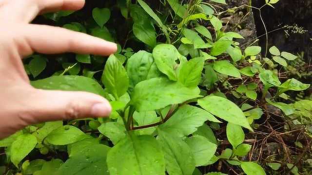 降火祛湿的苦菜长什么样,我给你们拍清楚了