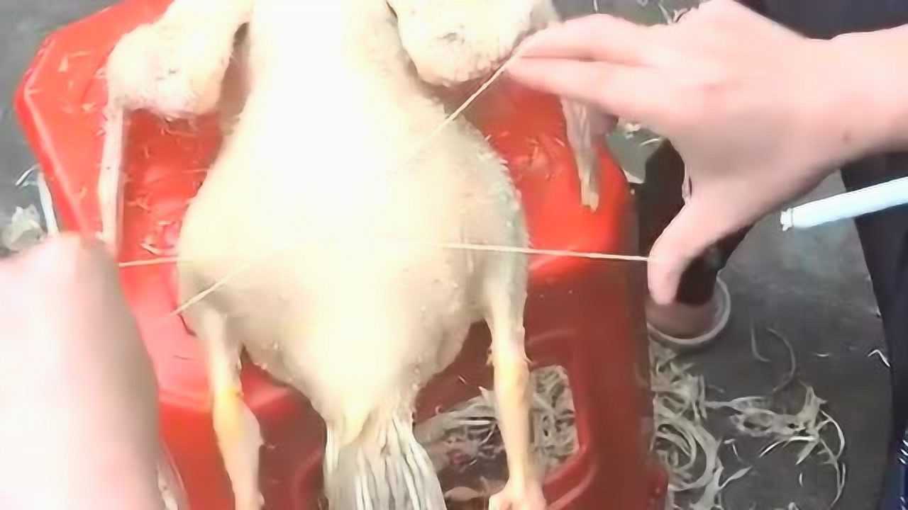 看牛人是怎么给鸡拔毛的,这手法厉害了