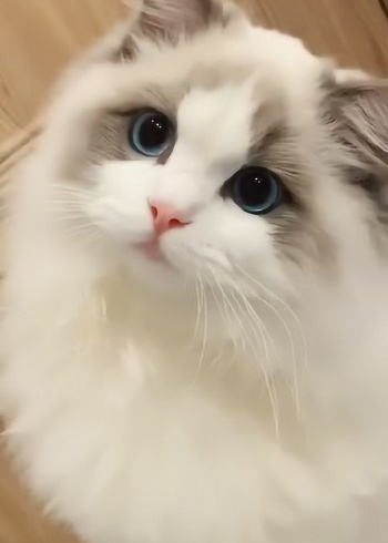 布偶猫眼角都有色块不是泪痕哦!这只是不是超漂亮