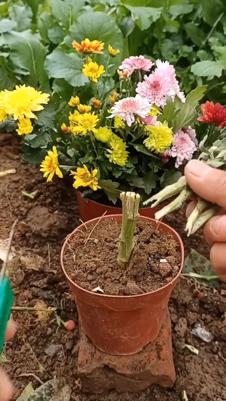 这样嫁接多色菊花,成活率百分百.
