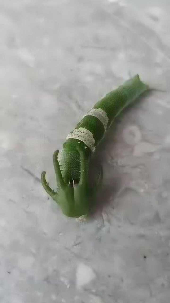 ͷ4