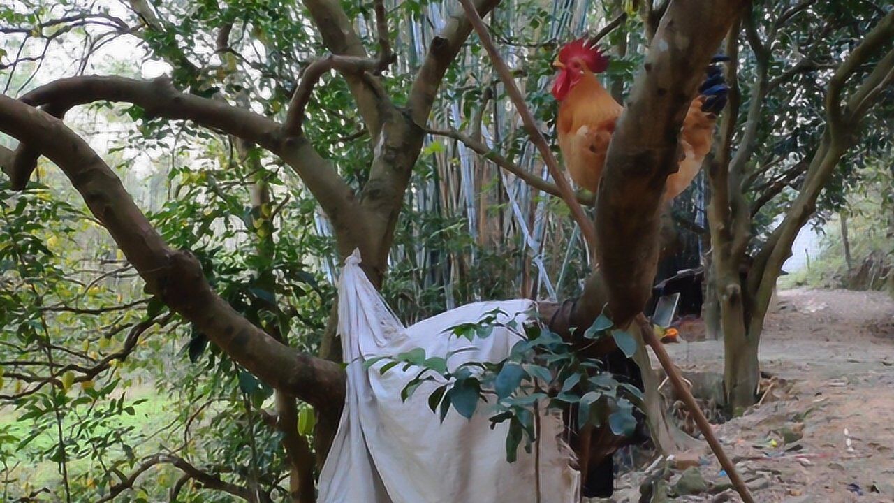 农村鸡爸爸的日常,活得比人还潇洒,晚上就上树休息!