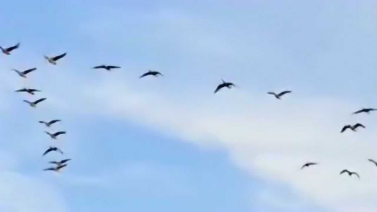 大雁南迁时为何要排成一字形和人字形是不是有什么寓意呢涨知识了