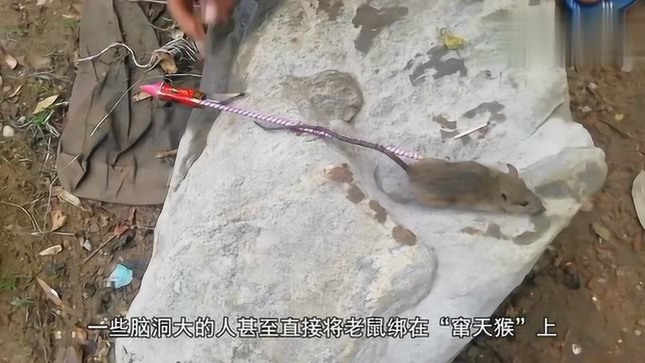 "气的直跳脚",哪个缺德的发明的电击捕鼠器,老鼠被电的飞起