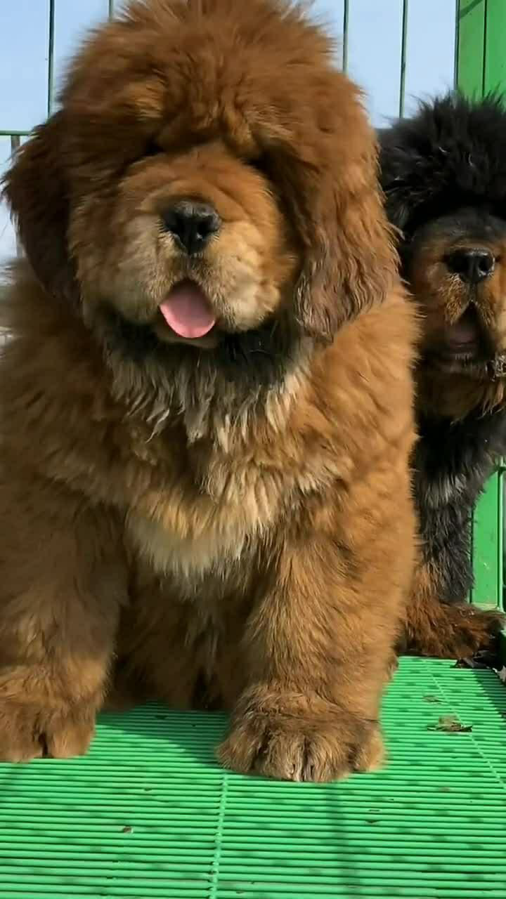 这是两个半月的藏獒宝宝,简直是太可爱了