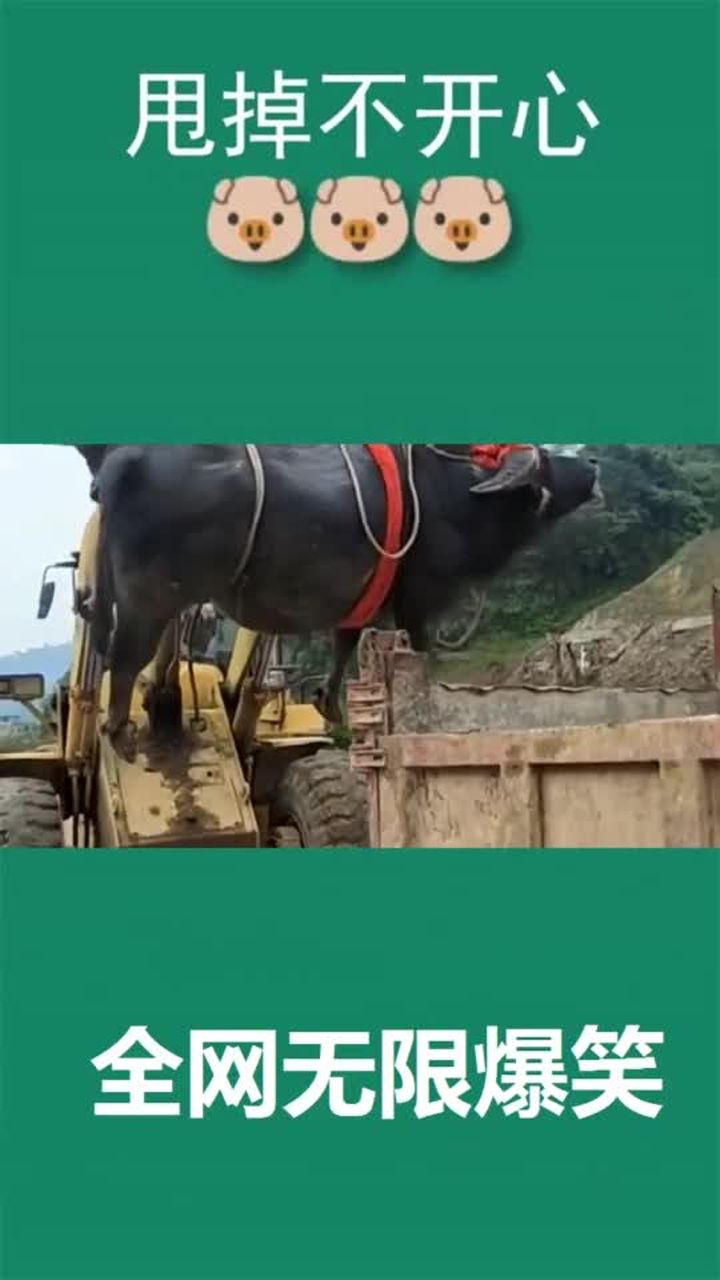 中国牛王"擎天柱,在贵州去世了,主人把它埋了,太心疼了!