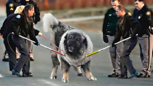 世界上“最凶猛”的狗狗，体重可以达到300斤，藏獒都害怕它