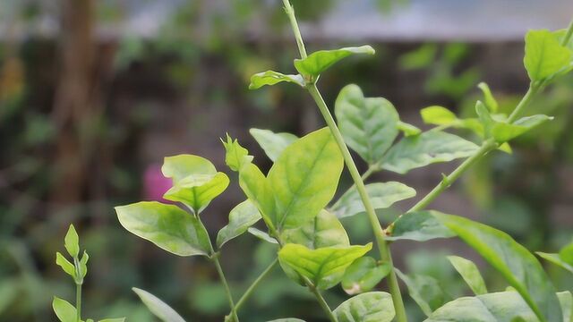 茉莉花叶片发干发皱,再不注意调理就影响开花啦