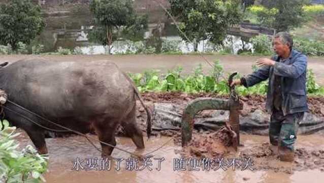 四川农村,传统牛耕田手艺已经很少见了,一亩地才160块钱