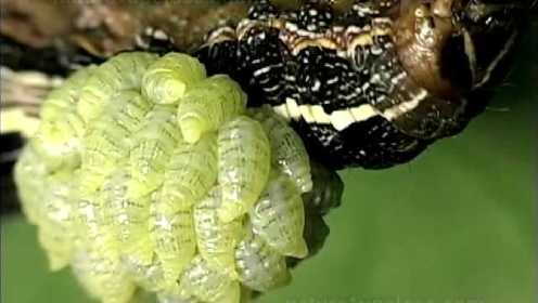在毛虫身体上长大的寄生蜂