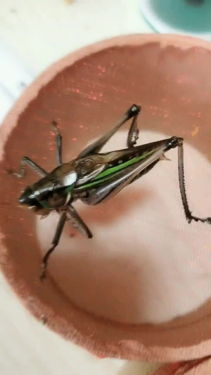 这蝈蝈打架可厉害了两只蝈蝈都不是它的对手