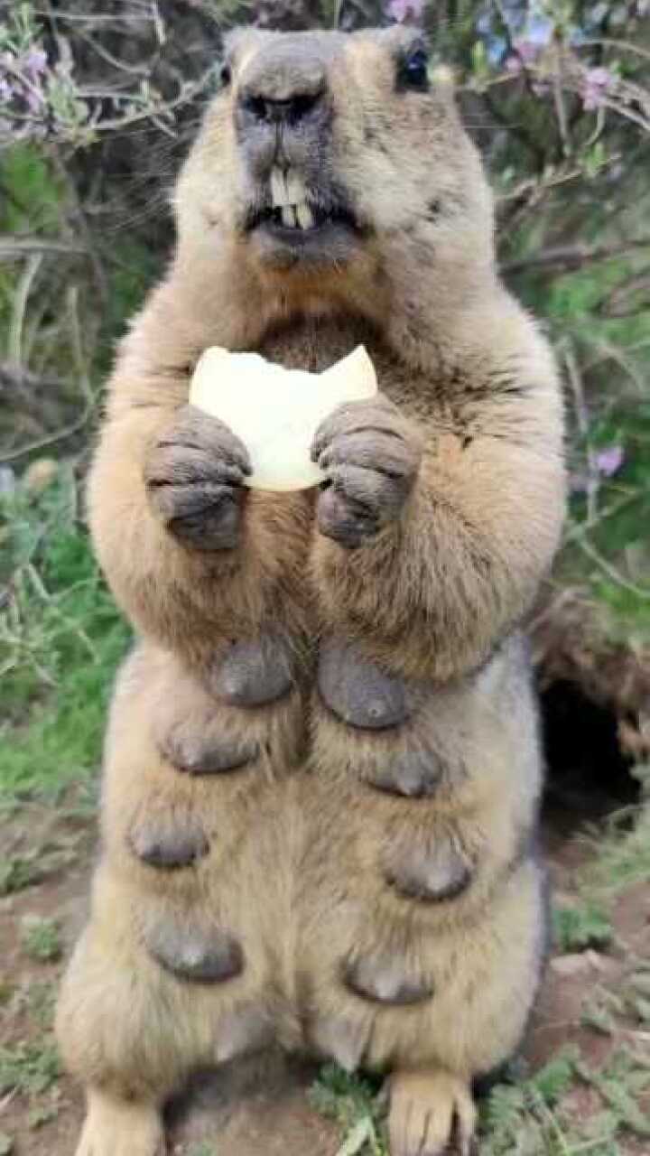 无意间拍到土拨鼠吃东西样子每一口都是表情包