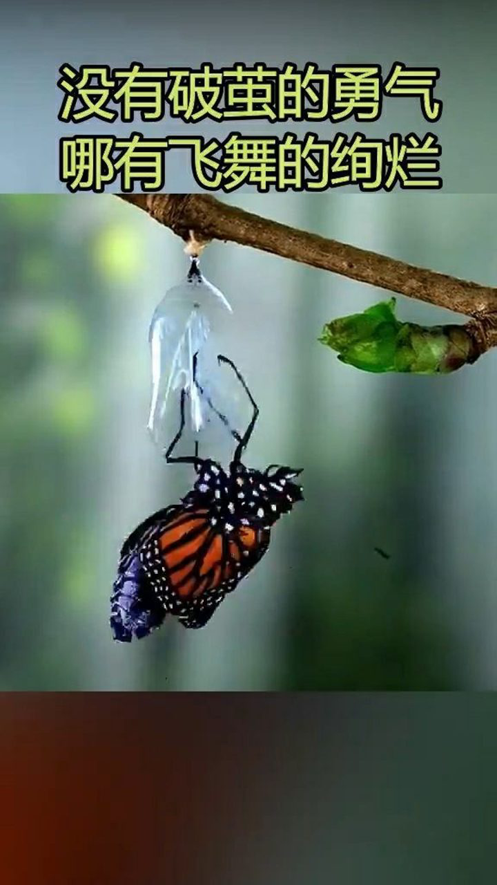 破茧成蝶