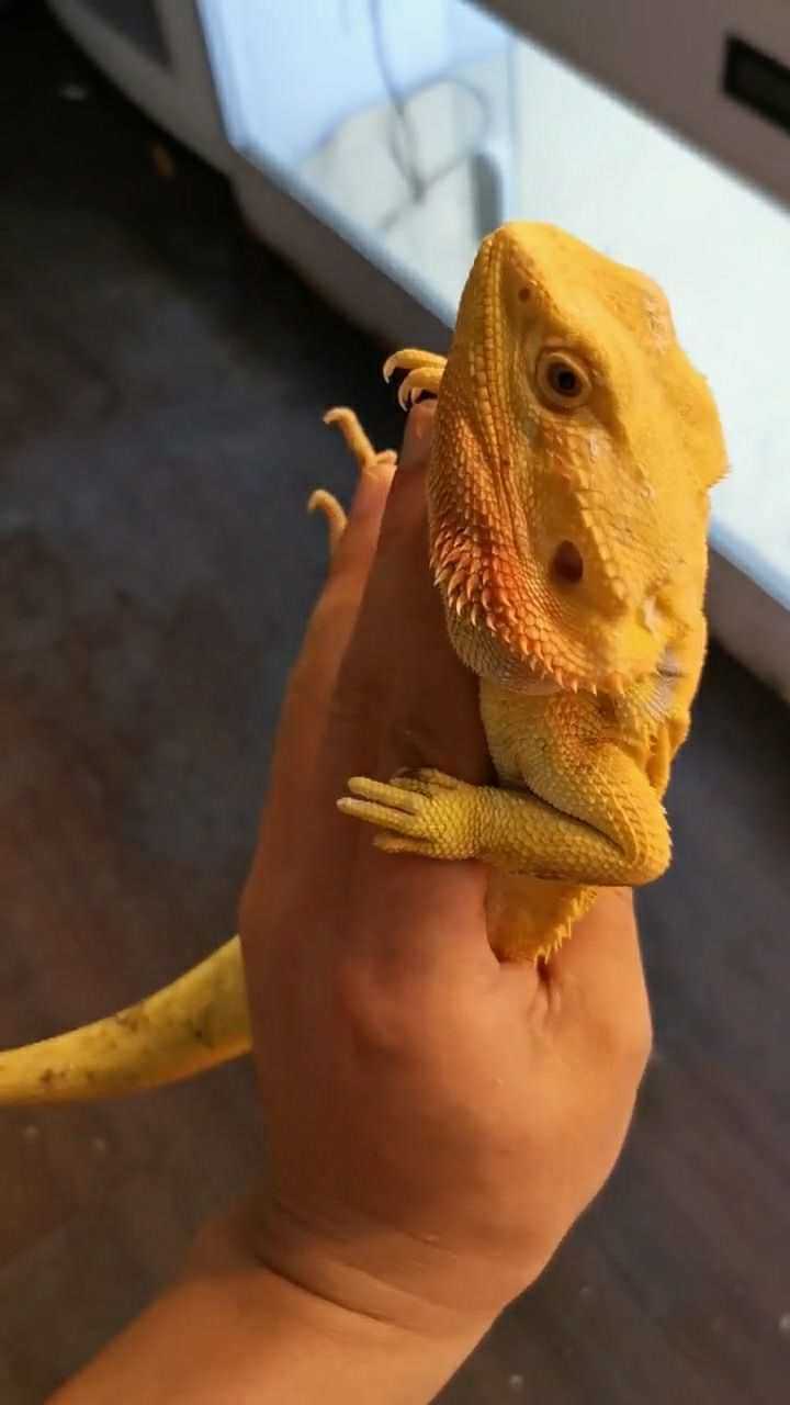 黄色的大蜥蜴,手感非常的柔软,特别的可爱