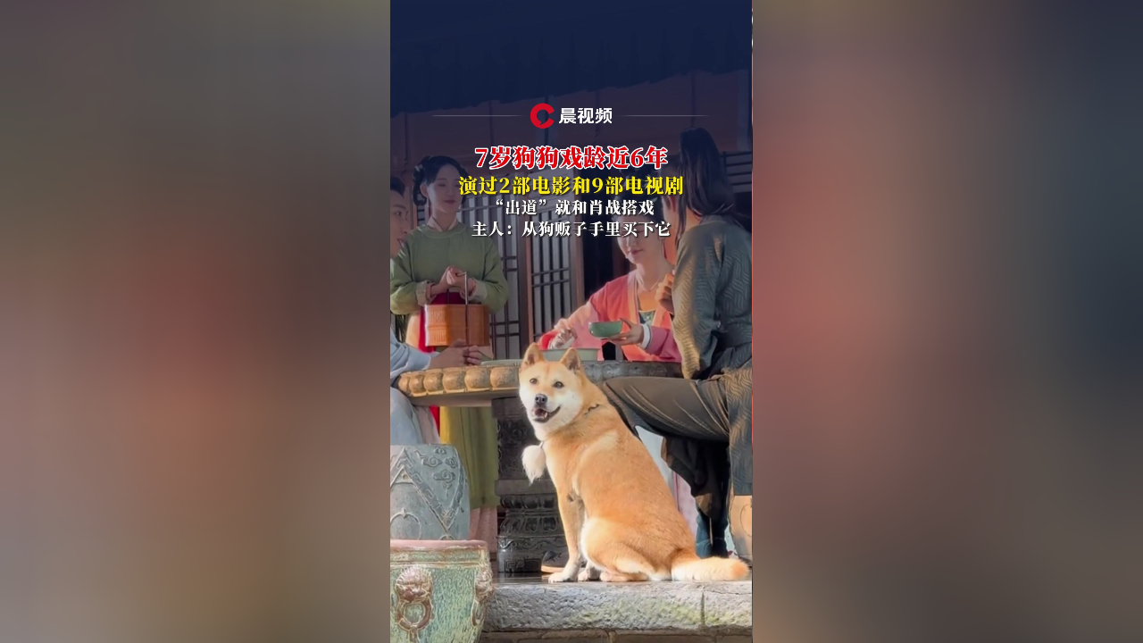 7岁狗狗戏龄近6年,演过2部电影和9部电视剧,“出道”就和肖战搭戏_腾讯新闻