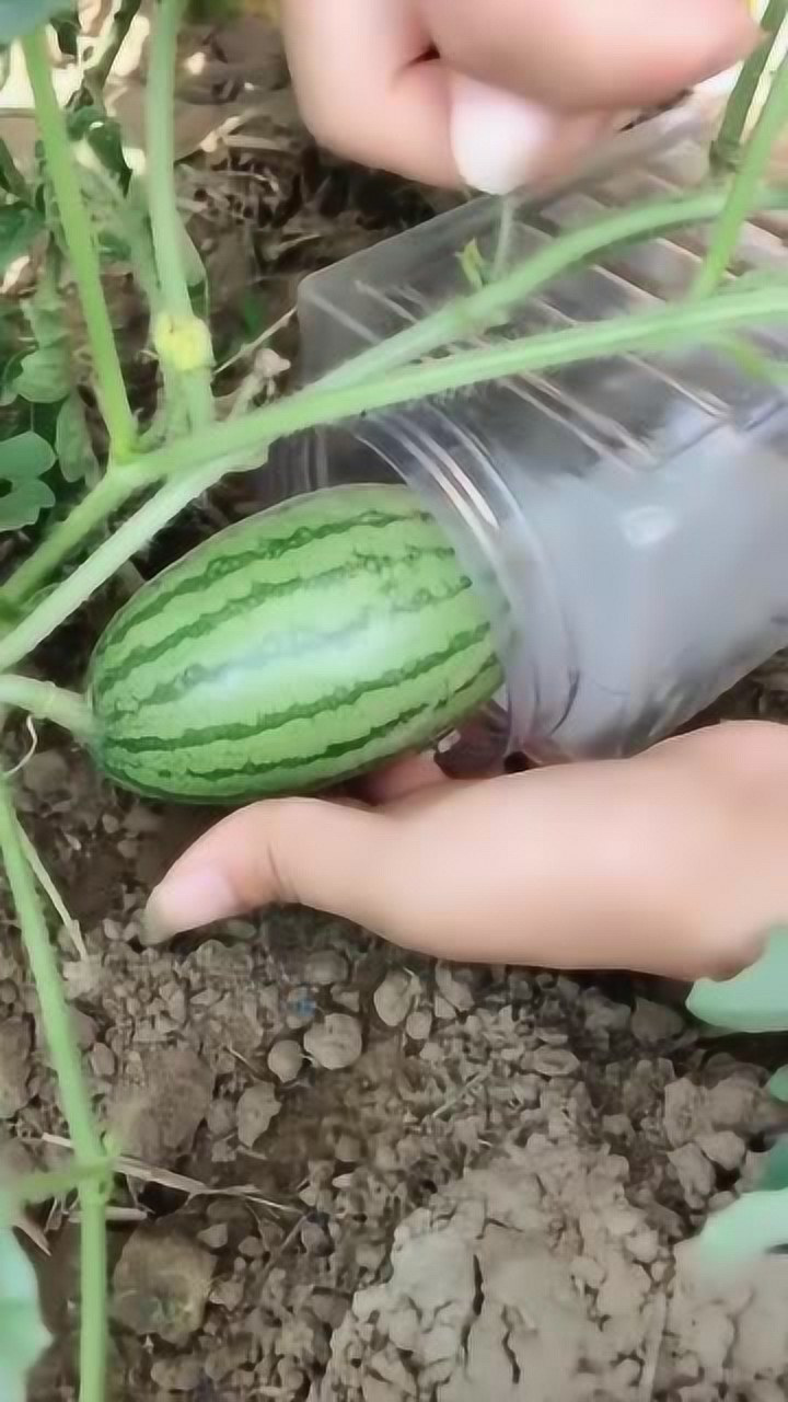 原来网上的方形西瓜,就是这样种植出来的,真的是长见识