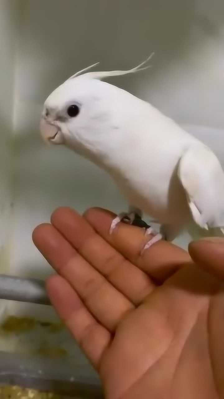 这只白色的玄凤鹦鹉,是要成精了吗竟然唱起歌来,真厉害!