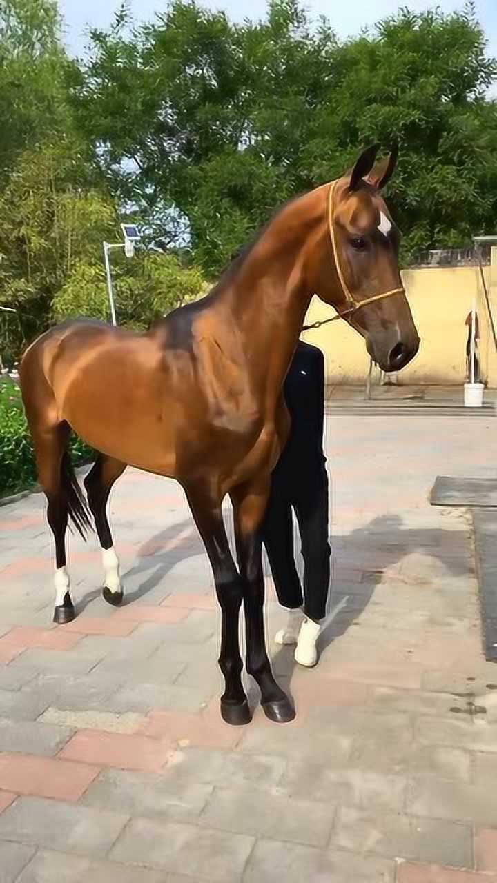 来自俄罗斯的世界名马,价值五百万美元,品种汗血,名不虚传!