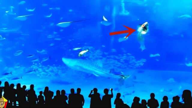 水族馆中,一条剑鱼试图袭击观众,结果一头把自己撞死了?