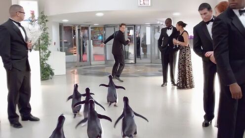 六只企鹅把男子当爸爸，去哪都要跟着，形影不离