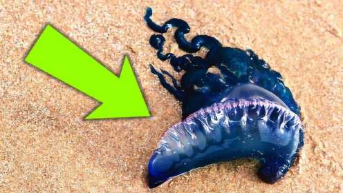 像蓝色塑料袋的水母致死率高达68%？4种最不起眼的致命海洋生物