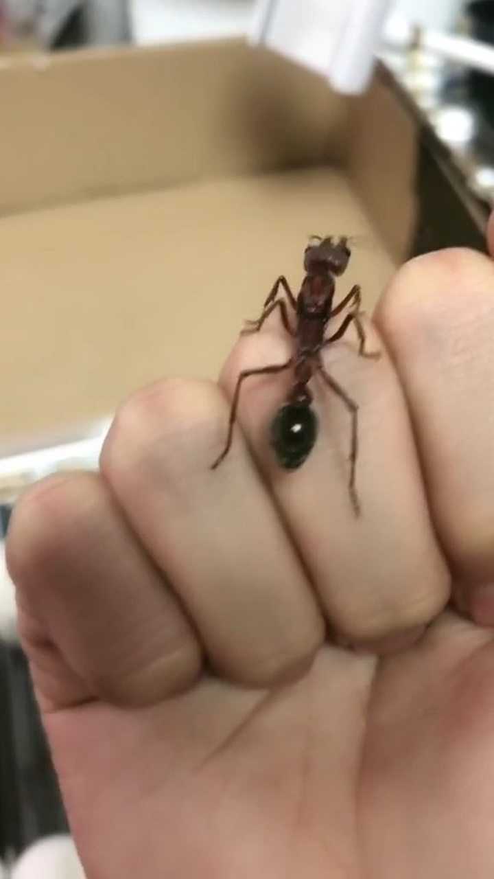 短结牛头犬蚁这体型不是一般的大