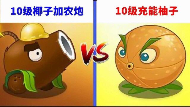 pvz2:实测,10级的椰子加农炮和充能柚子,哪个更厉害一些