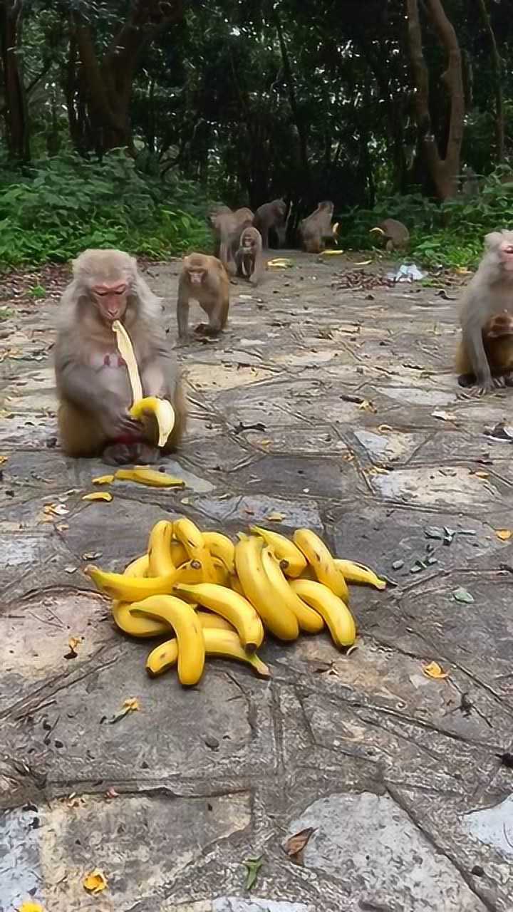 一群猴子吃香蕉图片