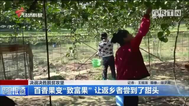 百香果变“致富果”让返乡者尝到了甜头