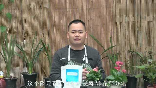 催花界的“扛把子”,植物用上它,乖乖冒花芽,开花朵