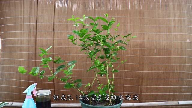 茉莉喜欢“酸水”,喂一次顶一个月,避免黄叶促进开花