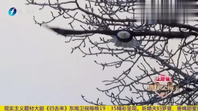 中国夫妻探访“白头鹰”近距离观察象征自由的“白鹰