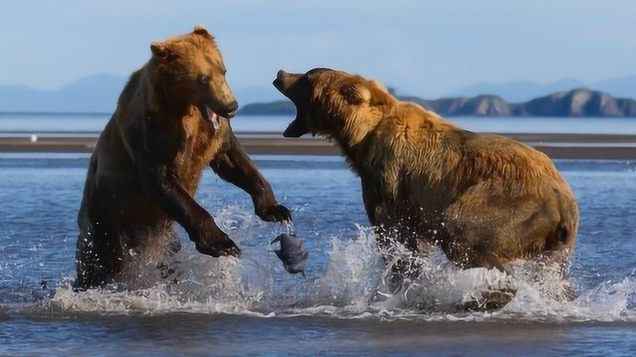 中俄边境两只熊打架是怎么回事?终于真相了,原来是这样!