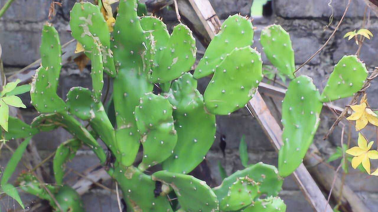 農村常見的一種仙人掌,原來叫