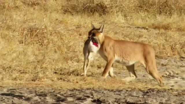 一次奇妙的捕猎,一次成功的捕猎!